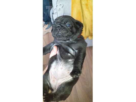 Κουτάβια Kc Pug (βορειοδυτικά)