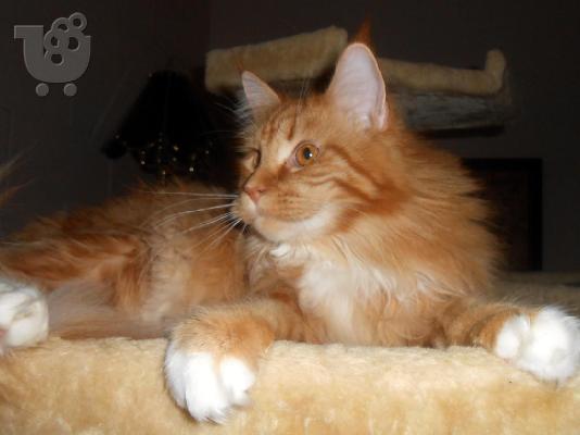 PoulaTo: Maine Coon γατάκια για υιοθεσία