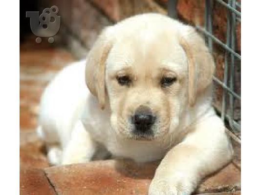 PoulaTo: κουτάβι Labrador retriever (λαμπραντόρ)