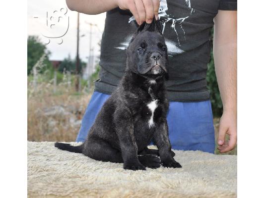 Κουτάβια Cane Corso