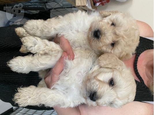 PoulaTo: Το Labradoodles είναι έτοιμο να φύγει τώρα