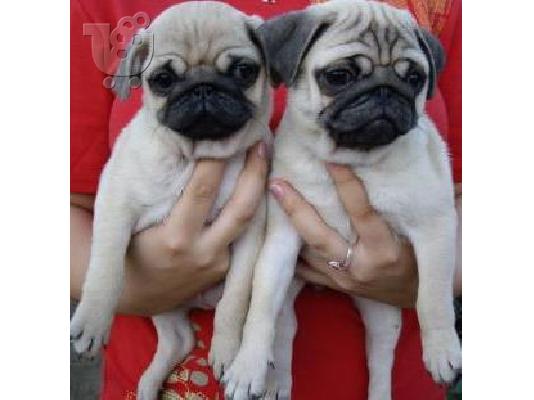 PoulaTo: Mops (pug)