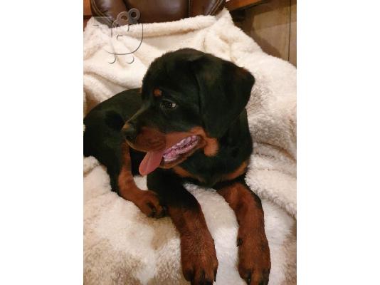 Όμορφα υγιή κουτάβια ROTTWEILER