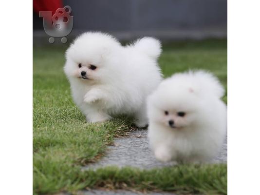 PoulaTo: Μίνι Κουτάβι Pomeranian για Υιοθεσία