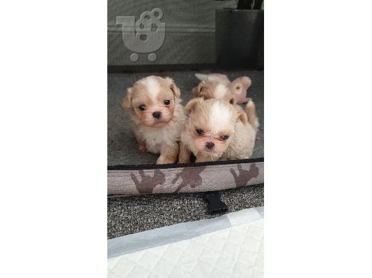 PoulaTo: Shih Tzu κουτάβι Πλήρης γενεαλογία Ένα μικρό κορίτσι αριστερά