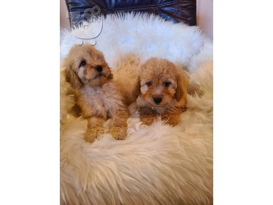 Labradoodle κουτάβια προς πώληση
