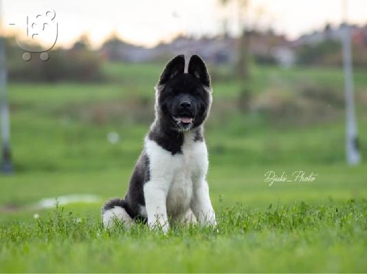 PoulaTo: Κουτάβια American Akita