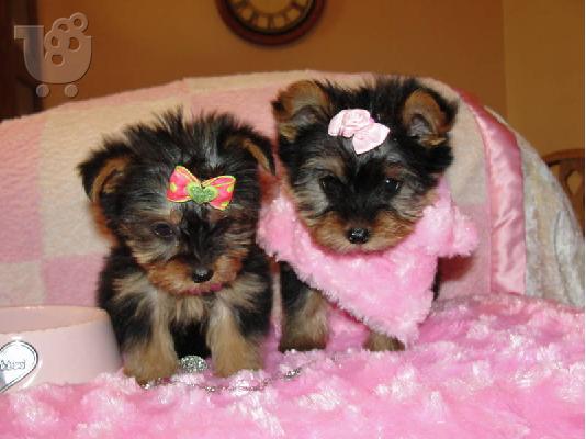 PoulaTo: Υγιεινή, λατρευτός κουτάβια Yorkshire terrier