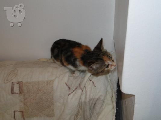 Χαρίζεται μωρο γατάκι. Θεσσαλονίκη