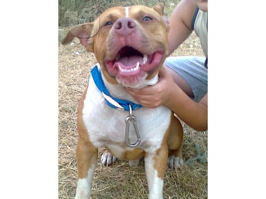 πωλειται pitbull red nose