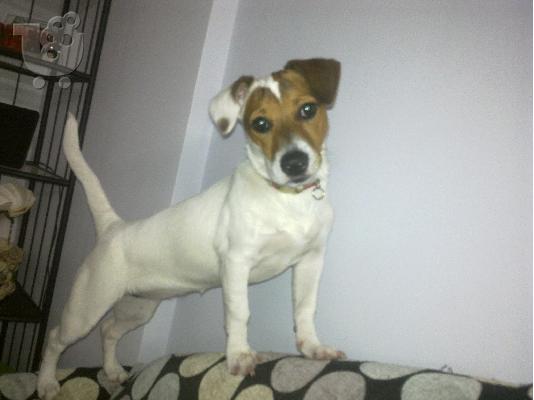 PoulaTo: jack rassel