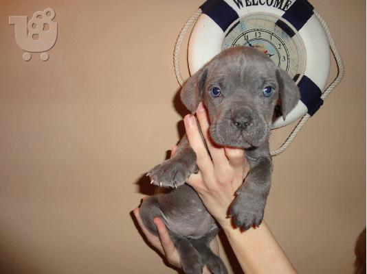 PoulaTo: cane corso