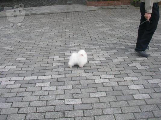 PoulaTo: pomeranian