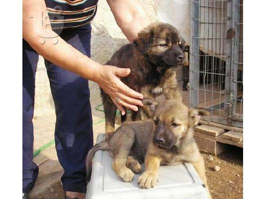 ΚΑΥΚΑΣΙΑ ΗΜΙΑΙΜΑ ΛΥΚΑΚΙΑ 1ΜΙΣΙ ΧΑΡΙΖΟΝΤΑΙ