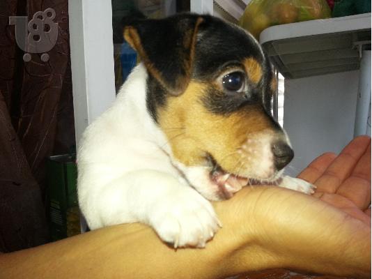 jack russell