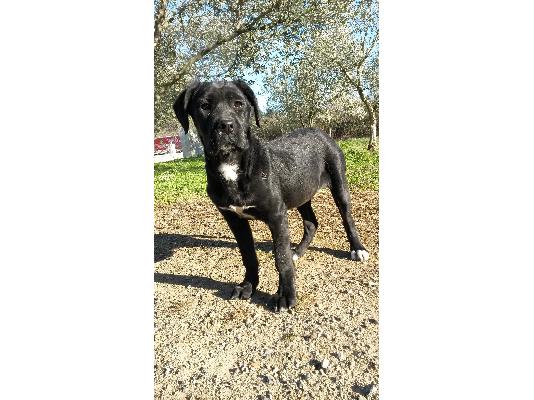 κουταβι cane corso θηλυκο