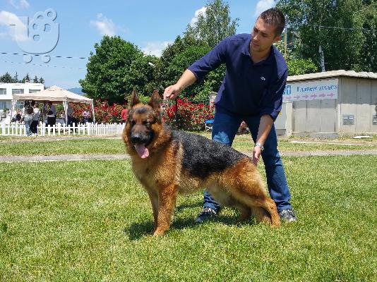 German Shepherd καθαροαιμα και υιγιεστατα κουταβια στις καλυτερες τιμες 6979314054...