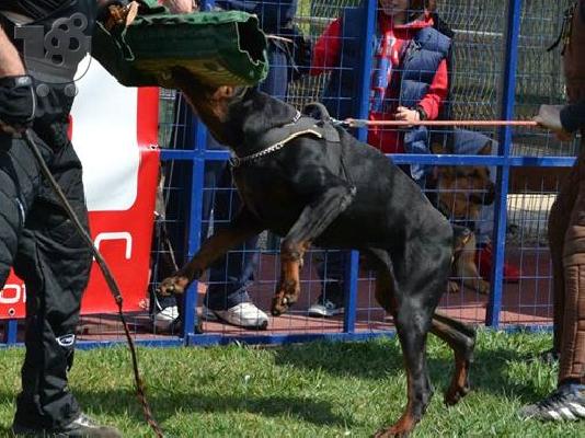 Ντόμπερμαν εκπαιδευμένος σκύλος πωλείται