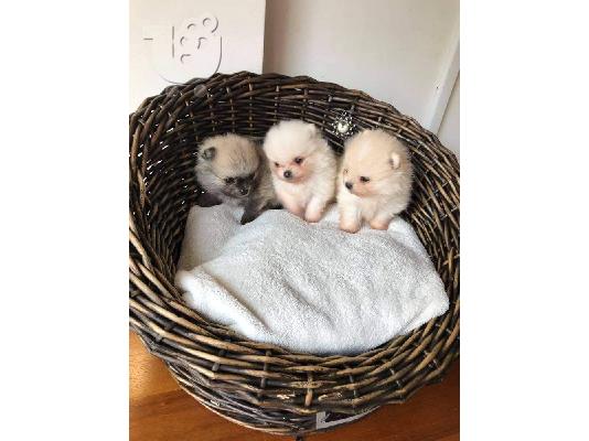 PoulaTo: Πωλούνται σκυλιά και κουτάβια Pomeranian