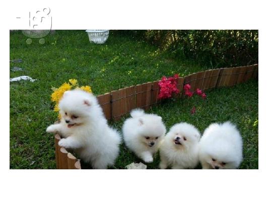 PoulaTo: Καταπληκτικά κουτάβια από Pomeranian!