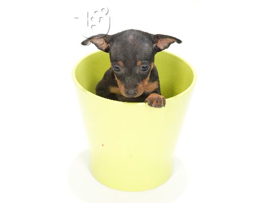 Pinscher Toy (το μικροτερο σκυλι που υπαρχει)