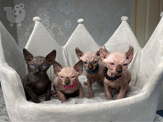 PoulaTo: Γατάκια Elf Sphynx
