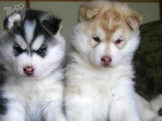 PoulaTo: Siberian Husky-Σιβηριανός Χάσκι