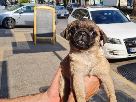 χαριτωμένο κουτάβι Αλάσκα Malamute avialable για ένα νέο νέο σπίτι...