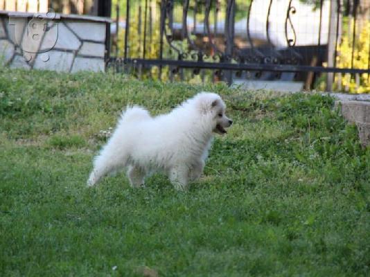 Samoyed κουτάβια