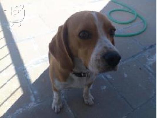 Πώληση Καθαρόαιμο Beagle