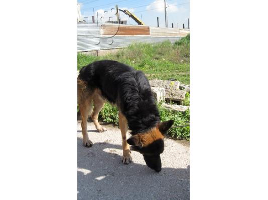 Γερμανικός Ποιμενικός προς υιοθεσία,Αρ.Πρωτ:4247/02