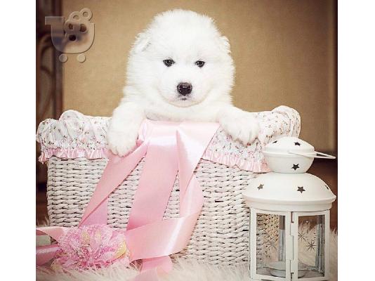 PoulaTo: Διαθέσιμα όμορφα κουτάβια Samoyed