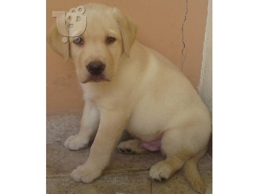 LABRADOR Λαμπραντόρ
