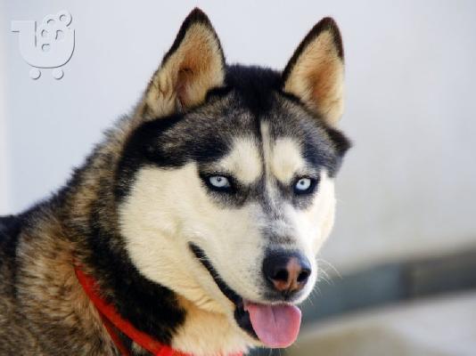 ΧΑΣΚΙ Σιβηρίας (Siberian Husky)