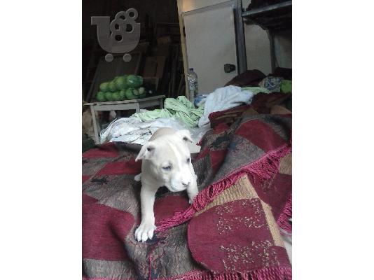 pitbull