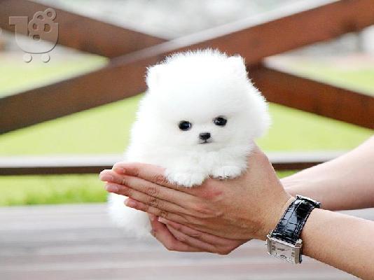 χαριτωμένο λευκό Pomeranian κουτάβια είναι έτοιμα να ξεκινήσουν τώρα...