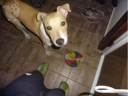 pit bull-labrador