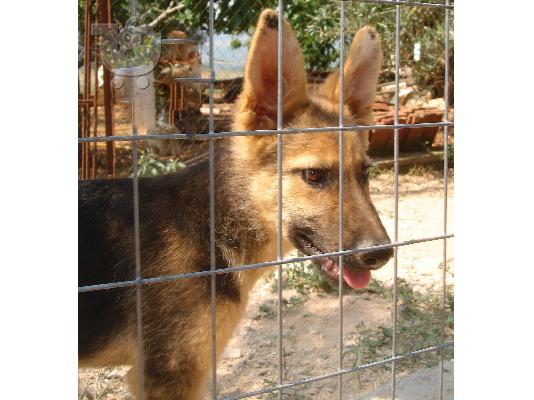 GERMAN SHEPHERD female 5 months