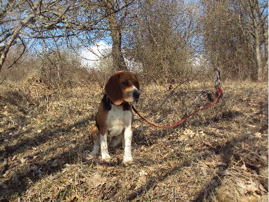 PoulaTo: Beagle