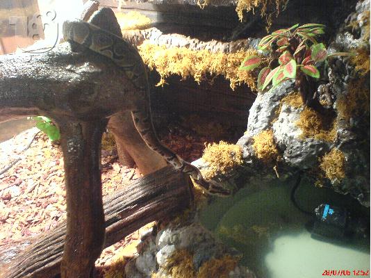 PoulaTo: Ball Python  Φίδια Φίδια