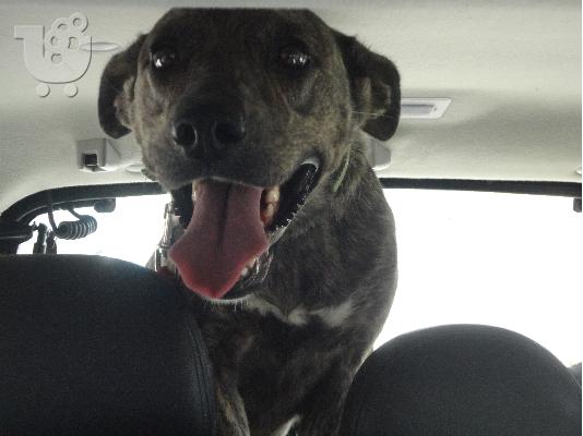 PoulaTo: FEMALE PITBULL(MIX) IN NEED OF HOME(Αρ.Πρωτ 4247/02)