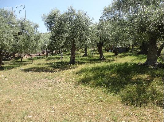 ΠΩΛΗΣΗ ΟΙΚΟΠΕΔΟΥ ΣΤΗ ΘΑΣΟ ΠΕΡΙΟΧΗ ΣΚΑΛΑ ΣΩΤΗΡΟΣ