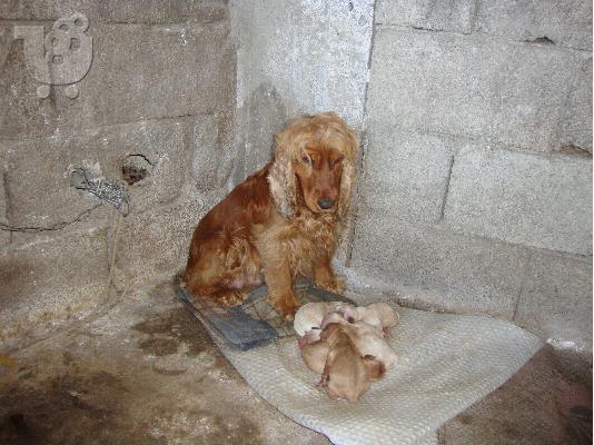 KOKER SPANIEL