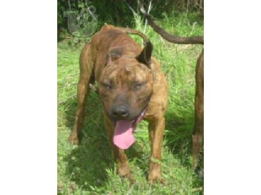 POLOYNTAI KOYTAVIA PIT BULL