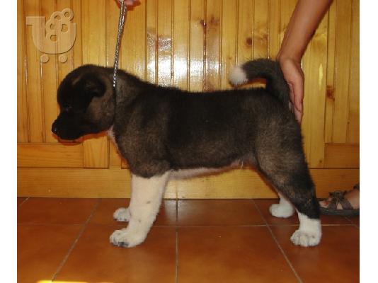 AKITA
