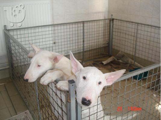 bull terrier
