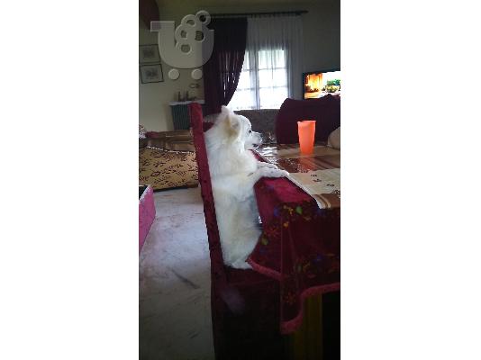 german spitz
