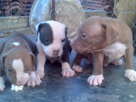 ΠΩΛΟΥΝΤΑΙ PIT BULL ΕΚΛΕΚΤΗΣ ΕΚΤΡΟΦΗΣ