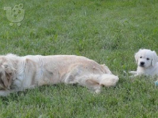 PoulaTo: GOLDEN RETRIEVER