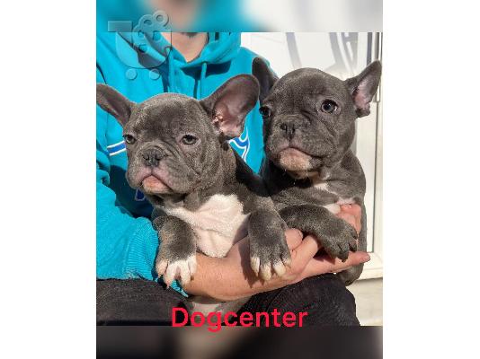 French Bulldog - Γαλλικά μπουλντογκ